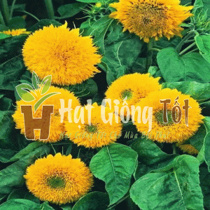 Trồng Hạt giống hoa hướng dương Nga kép làm cho không gian sống của bạn thêm ấn tượng