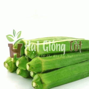 hạt giống đậu bắp cao sản cho năng suất cao