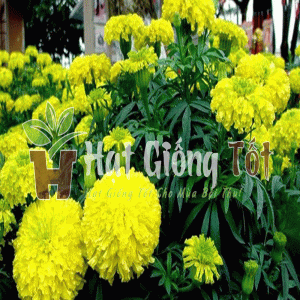 trồng Hạt giống Hoa Vạn Thọ Pháp Lùn F1 Vàng Chanh để có vụ mùa bội thu