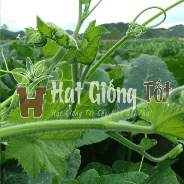 hạt giống bí ngọn cao sản cho sản lượng lớn