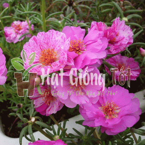 Hạt giống hoa mười giờ Mỹ cánh kép nhiều màu phù hợp gieo trồng trong khuân viên