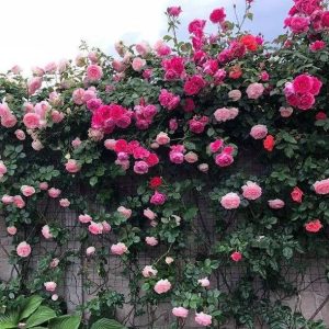 Trồng Hạt giống hoa hồng leo nhiều màu cho khuân viên đẹp