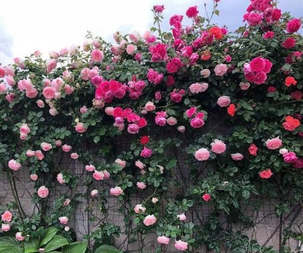 Trồng Hạt giống hoa hồng leo nhiều màu cho khuân viên đẹp