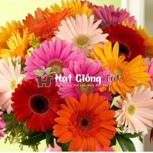 gieo hạt giống hoa cúc đồng tiền nhiều màu để có khuân viên đẹp