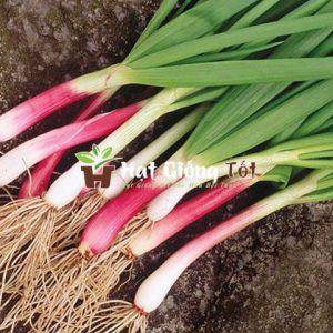 hạt giống hành lá tím cho vụ mùa bội thu