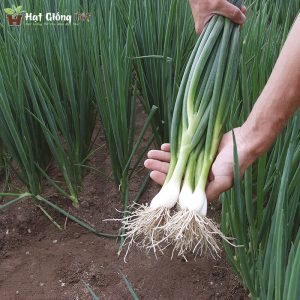 gieo hạt giống hành lá gốc trắng sv 011 để có vụ mùa bội thu
