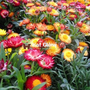 gieo hạt giống hoa bất tử nhiều màu để có vụ mùa ấm no