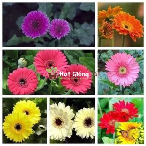 gieo hạt giống hoa đồng tiền nhiều màu cho không gian nhà thêm đẹp