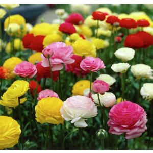 Gieo trồng Hạt giống hoa hồng Ri Ba Tư nhiều màu để có không gia đẹp