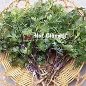 gieo hạt giống rau mùi tía đê tăng thêm gia vị bữa ăn mỗi ngày