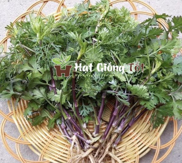 gieo hạt giống rau mùi tía đê tăng thêm gia vị bữa ăn mỗi ngày