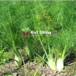 gieo hạt giống rau thì là để có mùa vụ bội thu