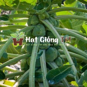 Trồng hạt giống báp cải tí hon xanh cho bữa cơm thêm đậm đà